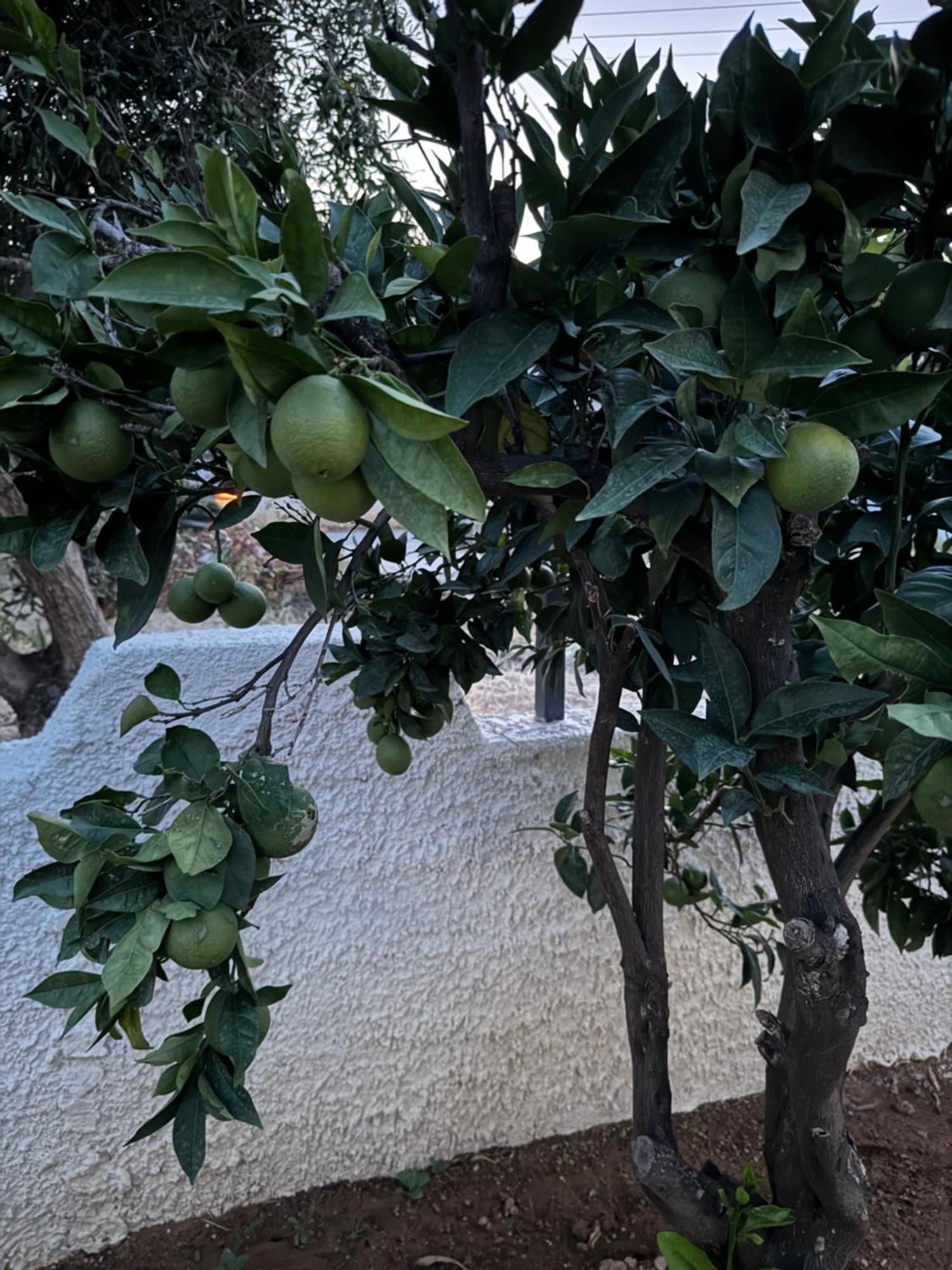 Secret Garden Airport-Beach Villas 300M From Famous Davis Beach Artemida  Esterno foto