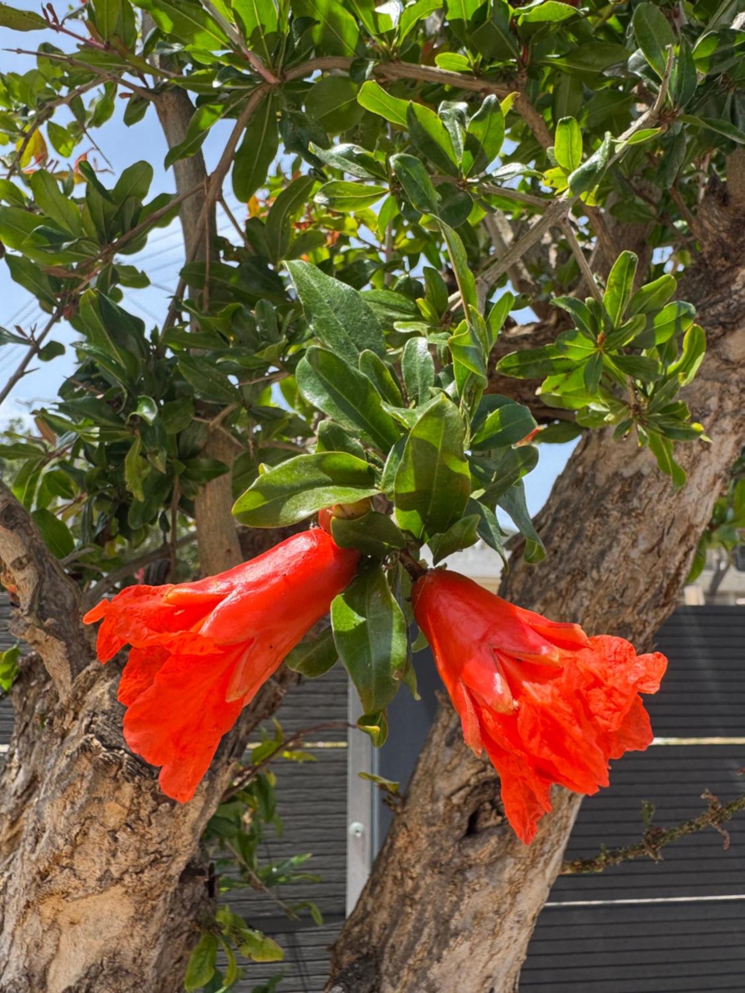 Secret Garden Airport-Beach Villas 300M From Famous Davis Beach Artemida  Esterno foto